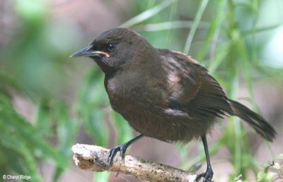 9695-saddleback.jpg