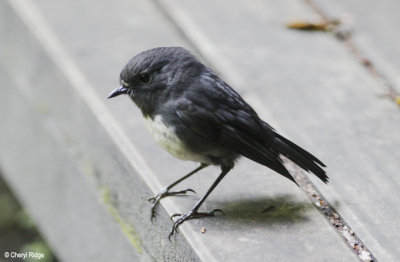 NZ Robins