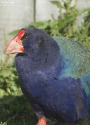 3148-takahe.jpg