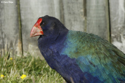 Takahe