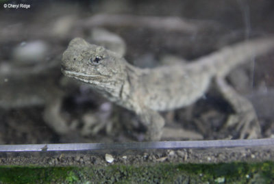 2755-tuatara.jpg