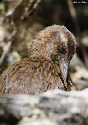 2612-weka.jpg