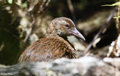 2613-weka.jpg