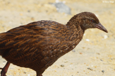 2621-weka.jpg