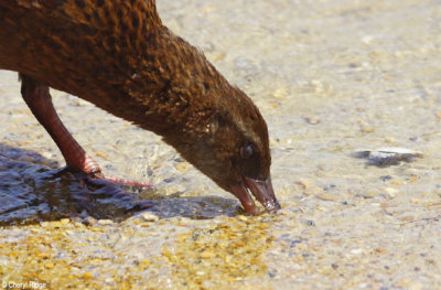 2622-weka.jpg