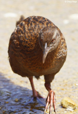 2623-weka.jpg