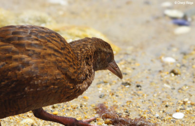 2624-weka.jpg