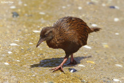 2628-weka.jpg