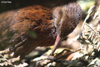 9667-weka.jpg