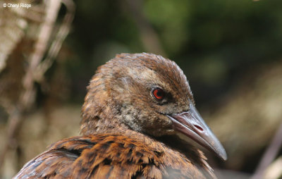 9668-weka.jpg