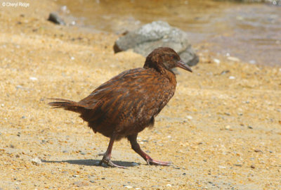 9674-weka.jpg