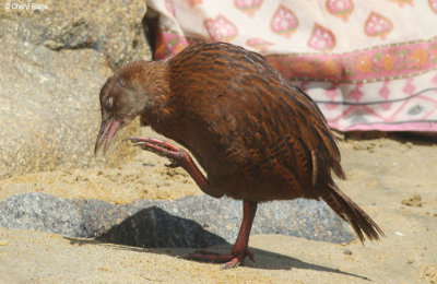 9680-weka.jpg