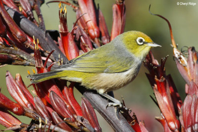 2289-silvereye.jpg
