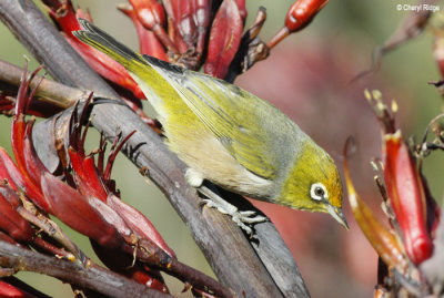 2292-silvereye.jpg