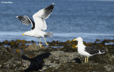 2317-black-backed-gull.jpg