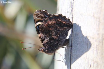 8987-butterfly.jpg
