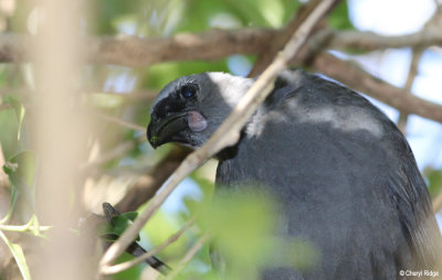 1676-kokako.jpg