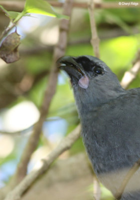 1679-kokako.jpg