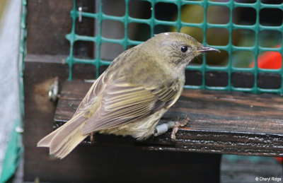 1699-stitchbird-female.jpg
