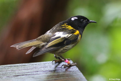 1715-stitchbird-male.jpg