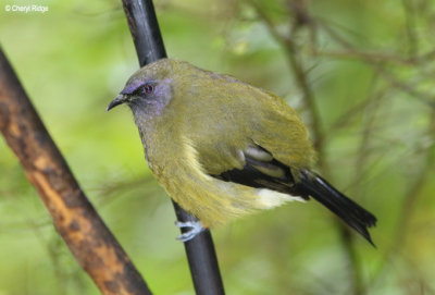 NZ Bellbird