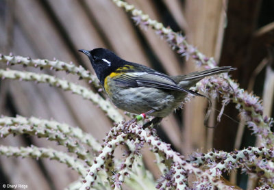 1741-stitchbird-male.jpg
