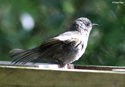 1755-stitchbird-female.jpg