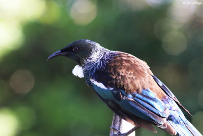 1790-tui.jpg