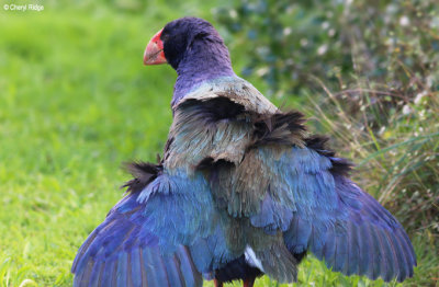 1831-takahe.jpg