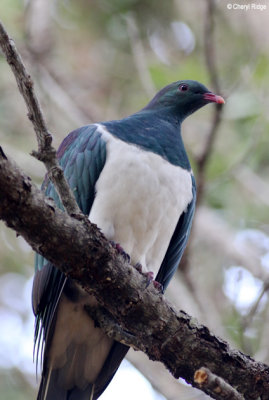 1890-pigeon.jpg