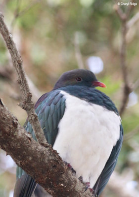 1894-pigeon.jpg