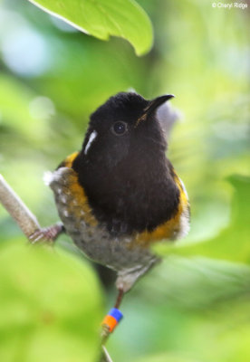 1920-stitchbird-male.jpg