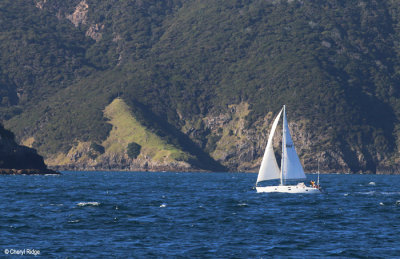 2557b-bay-of-islands.jpg