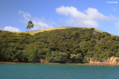 2610-urupukapuka.jpg
