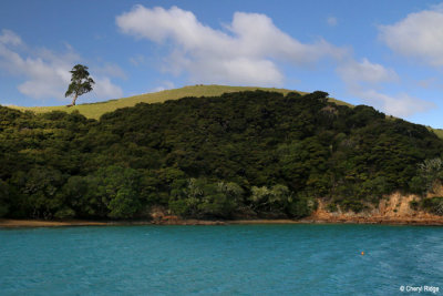 2611-urupukapuka.jpg