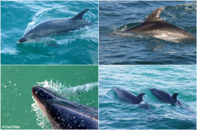 dolphins-sml.jpg