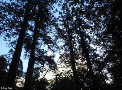 P5300075-kauri-forest.jpg
