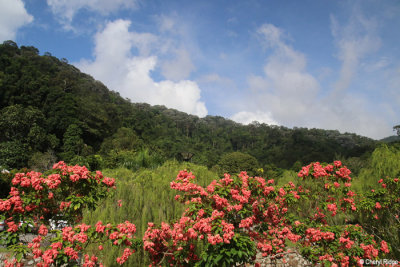 0278-penang-botanic-garden.jpg