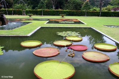 0324-penang-botanic-garden.jpg