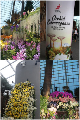 flower-dome-orchids1.jpg