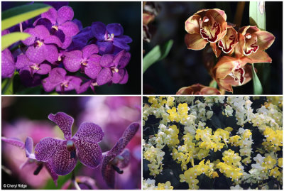 flower-dome-orchids4.jpg