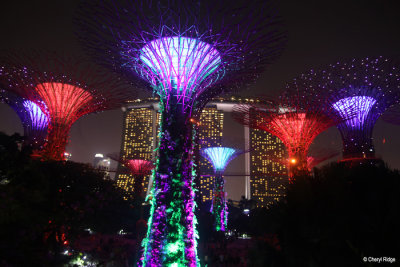 0763-supertrees.jpg