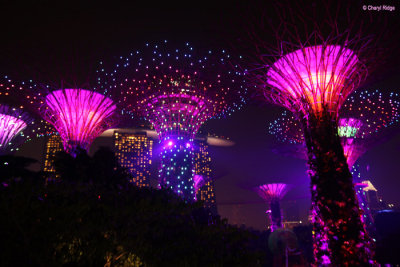 0779-supertrees.jpg