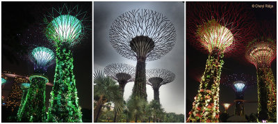 supertrees-various2.jpg