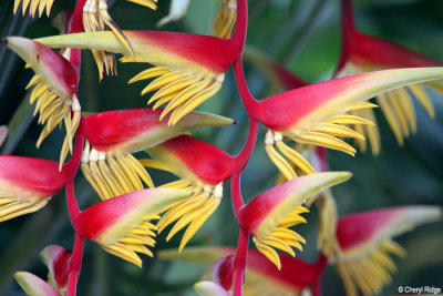3772-gardens-by-the-bay.jpg