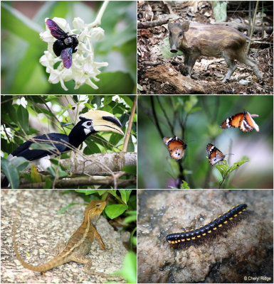 pulau-ubin-wildlife.jpg