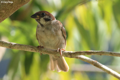 3217-sparrow.jpg