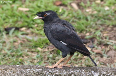 3337-myna.jpg