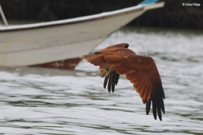 3436-eagle-langkawi.jpg