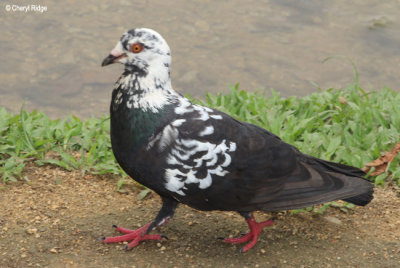 3612-pigeon-dove.jpg